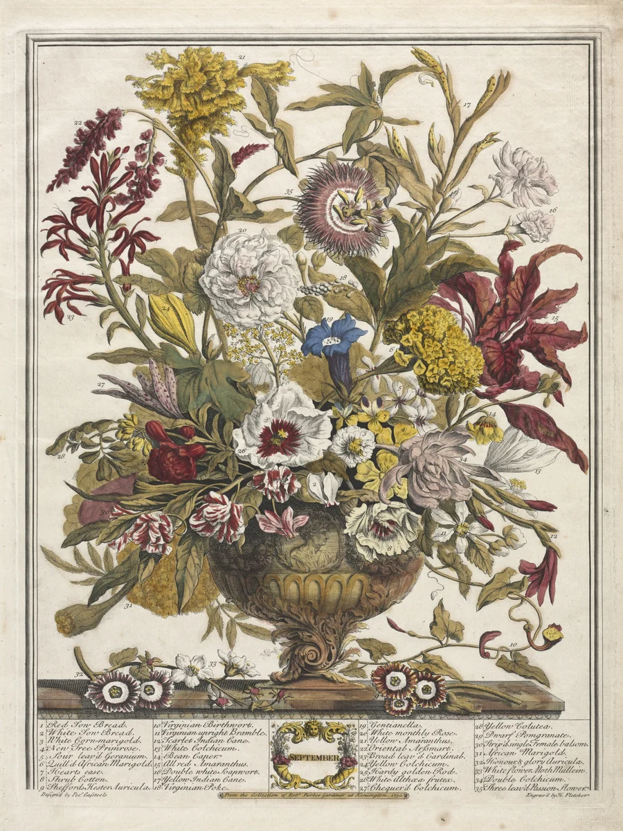Twelve Months of Flowers: September by Henry Fletcher, print, 1730