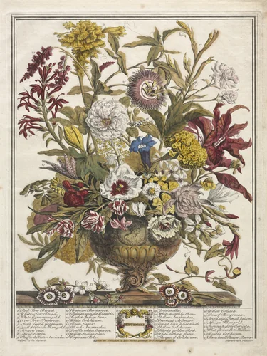 Twelve Months of Flowers: September by Henry Fletcher, print, 1730