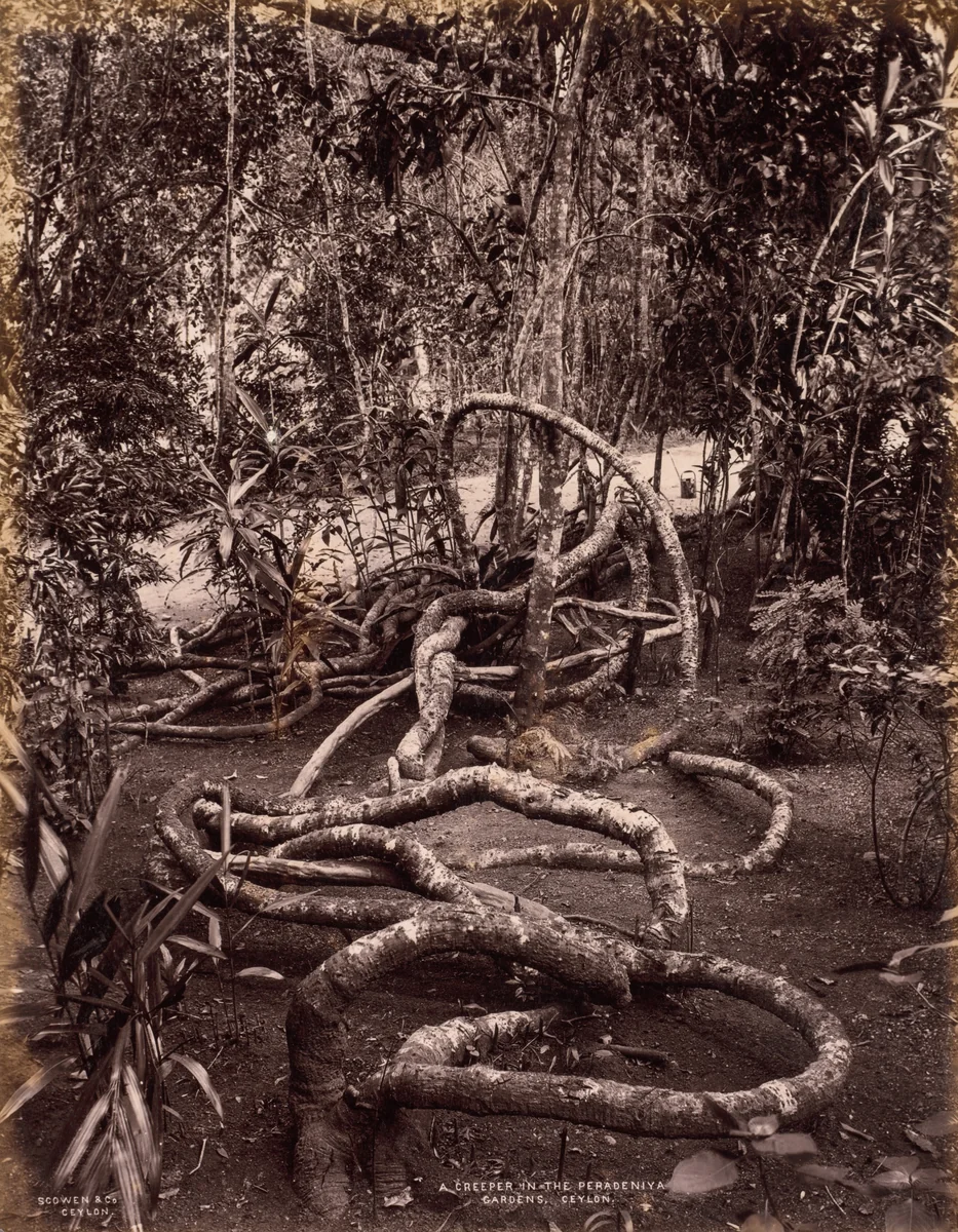 A Creeper in the Peradeniya Gardens, Ceylon by Scowen & Co., photograph, 1875-1885
