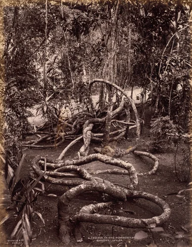 A Creeper in the Peradeniya Gardens, Ceylon by Scowen & Co., photograph, 1875-1885